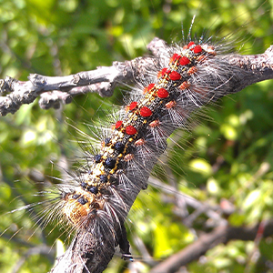 gypsy moth