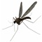 Mosquito