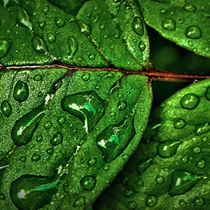 Rain on leaf