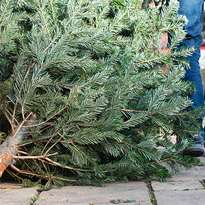 holiday tree disposal news thumb