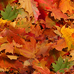 Fall Leaf Collection News Image